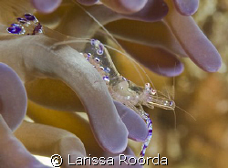 Anemone shrimp -- WITH EGGS!   by Larissa Roorda 